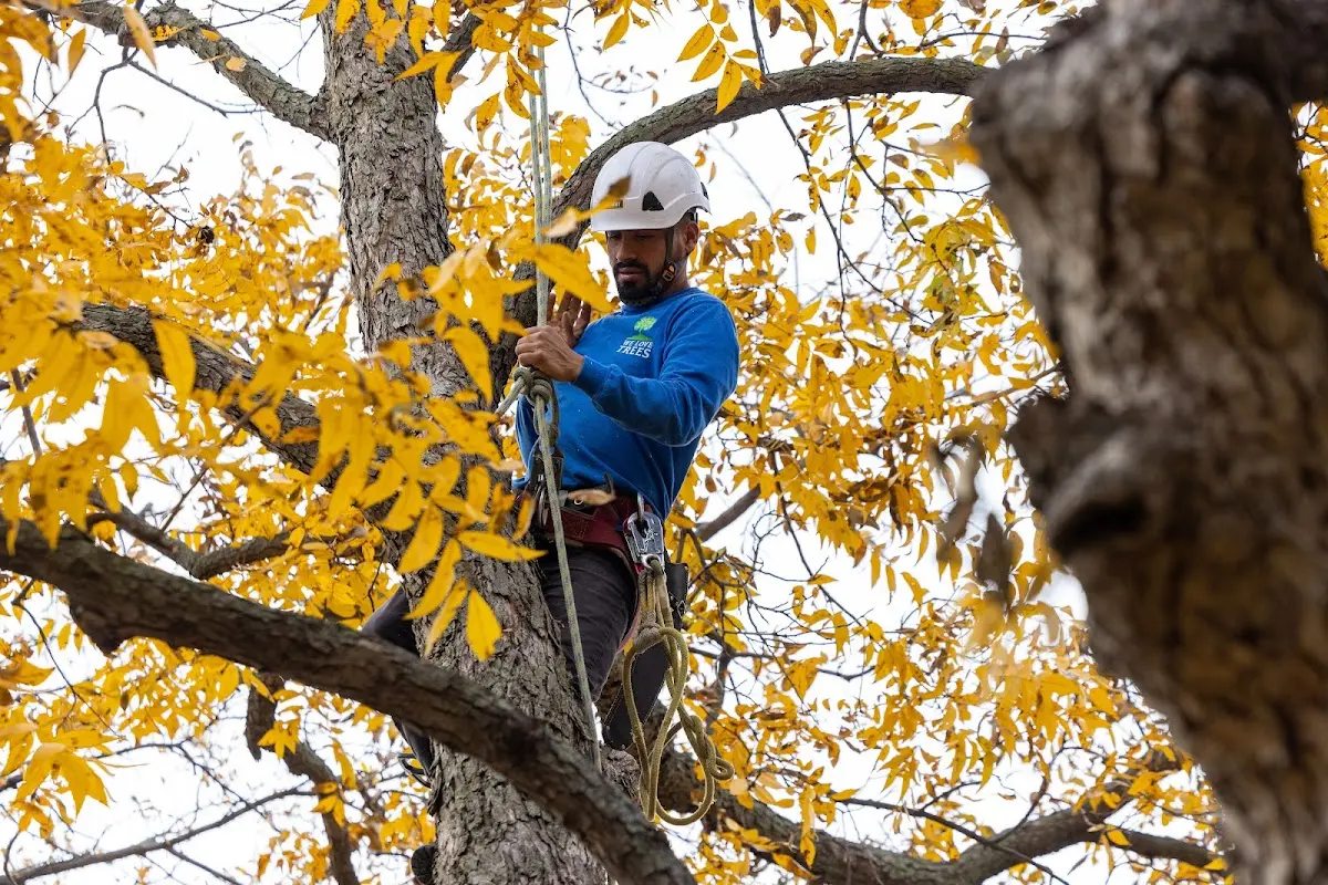 Skilled Storm Damage Cleanup crew working in Lodi